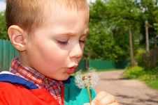 The Child Holds The Seeds Of A Dandelion Stock Photo
