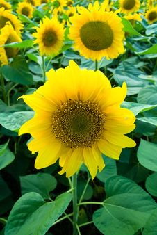 Field Of Ripening Sunflowers Royalty Free Stock Photography Field Of Ripening Sunflowers Royalty Free Stock Photography