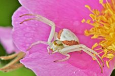Goldenrod Crab Spider Royalty Free Stock Photos