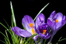 Crocus Bouquet With Water Drops Isolated On Black Stock Image
