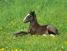 Horse Colt Royalty Free Stock Images Horse Colt Royalty Free Stock Images
