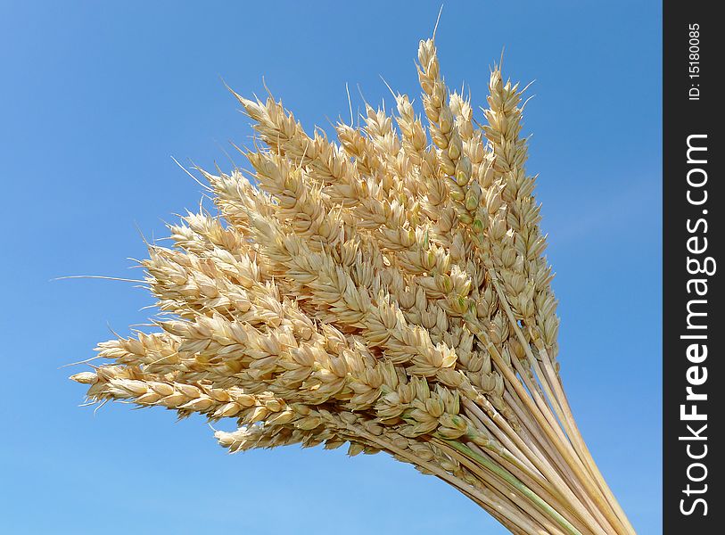 Wheat On Blue Background