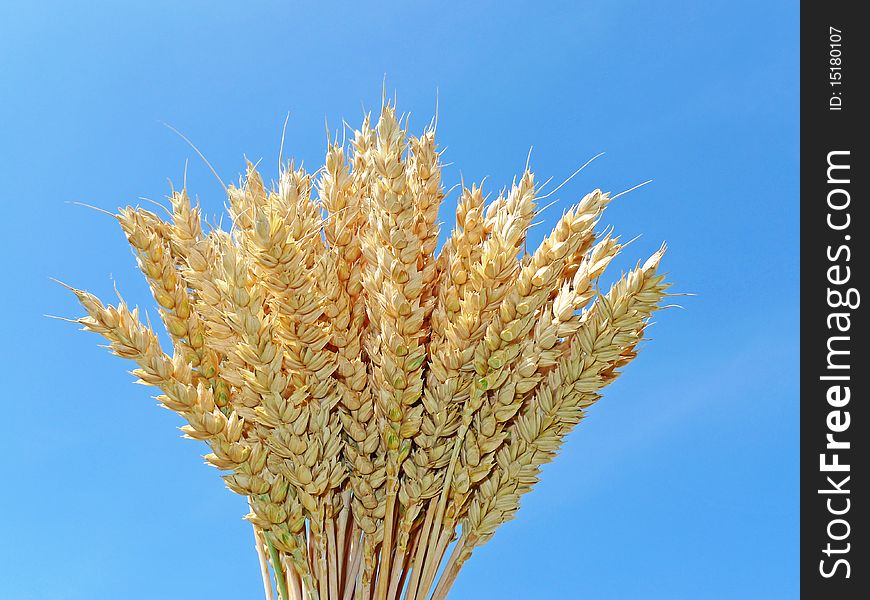 Wheat And Blue Sky