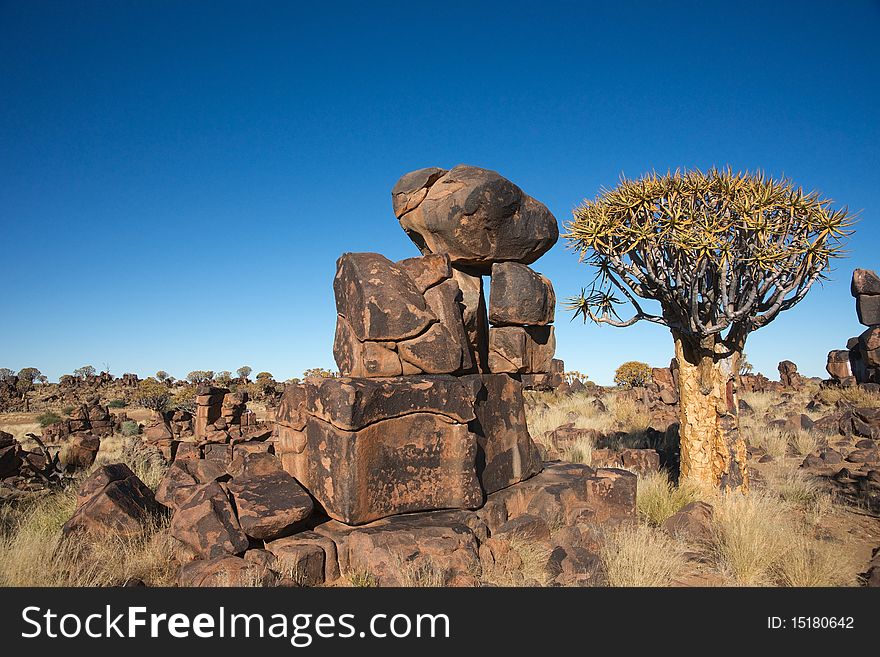 Tree and rocks