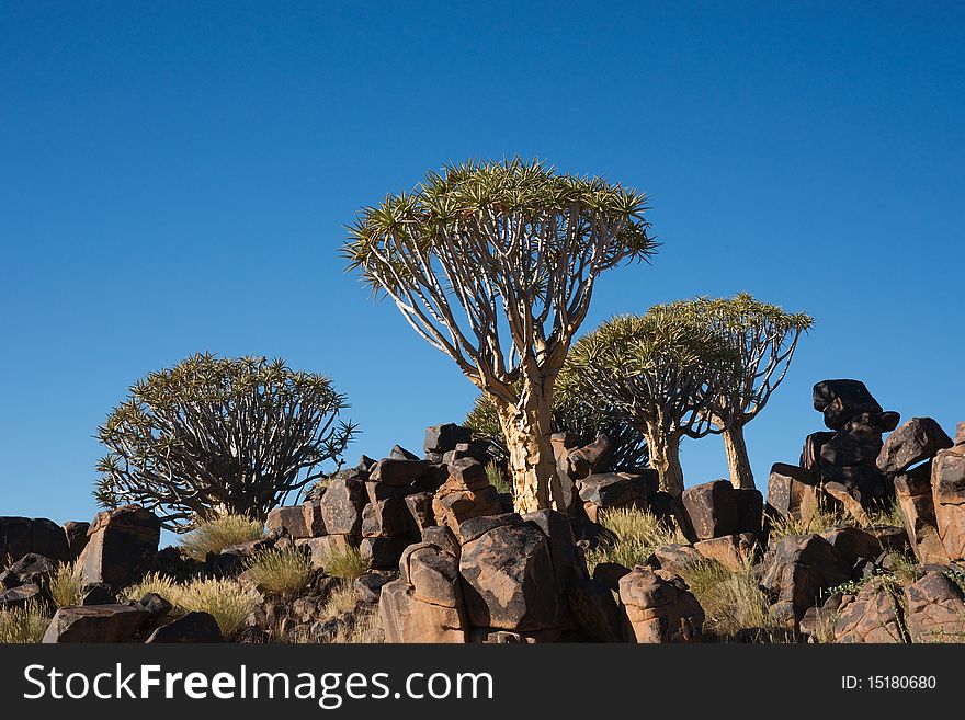 Tree and rocks