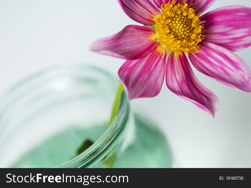 Red flower for the glass bowl on a white background