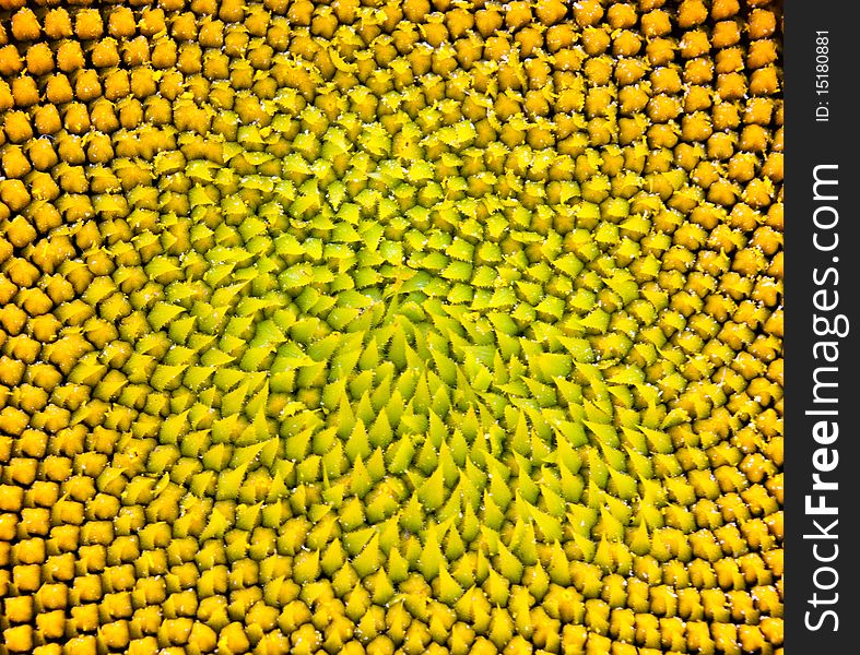 Blossoming sunflower close up. A beautiful flower background. Blossoming sunflower close up. A beautiful flower background