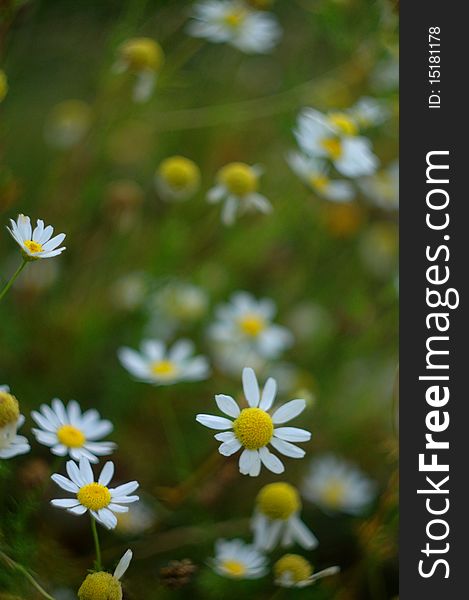 Flower of wild, beautiful, white and yellow bouquet. Flower of wild, beautiful, white and yellow bouquet.