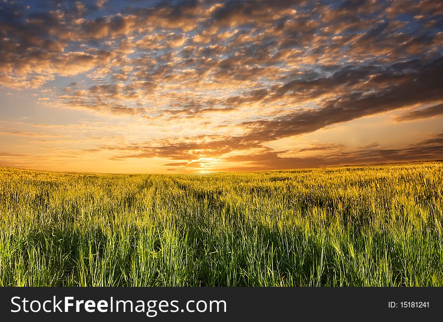 View of field with sprouts of rye. View of field with sprouts of rye