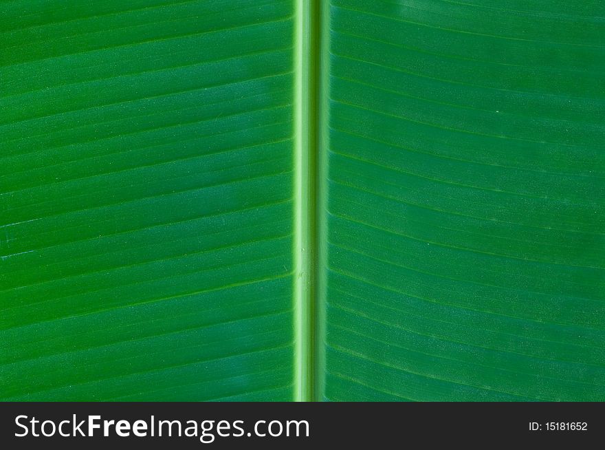 Banana Leaf Background