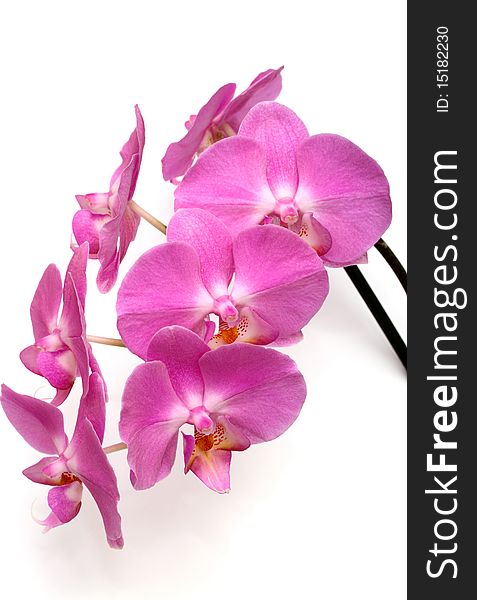 The pink orchid which grows in the house