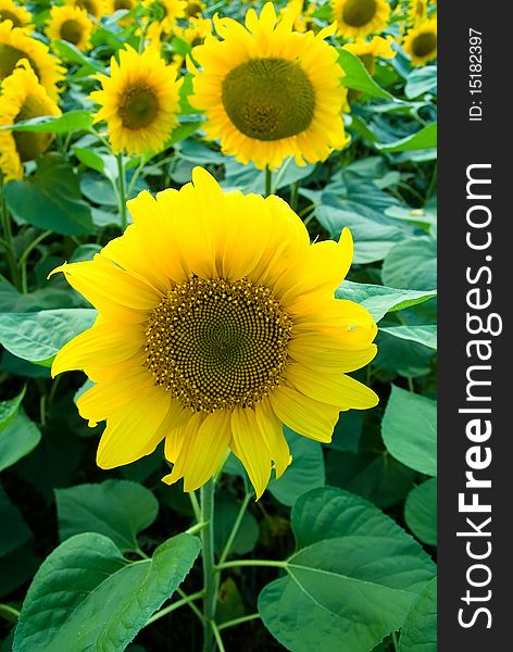 Field of ripening sunflowers. Focus on only the front sunflower.