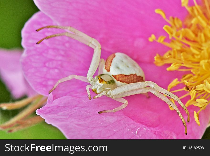 A Goldenrod Crab Spider on a wild rose flower waits patiently for its prey. This little arachnid can change colour from white to yellow depending on the flower it lands on. The process takes up to two days to complete.