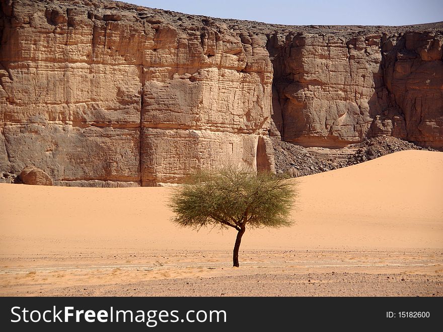 Tree in the desert, Libya