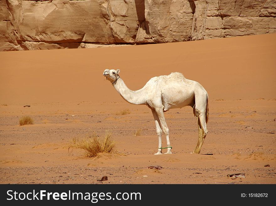 Camel in Libyan desert