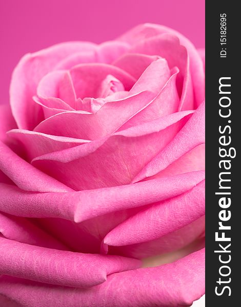 Pink rose on magenta background