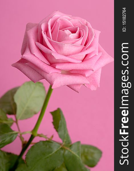 Pink rose on magenta background