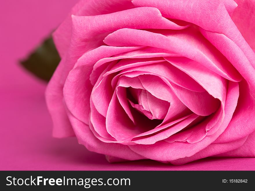Pink rose on magenta background