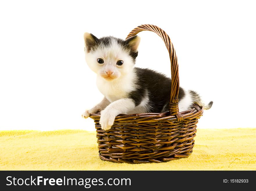 Baby kitten in a basket on white