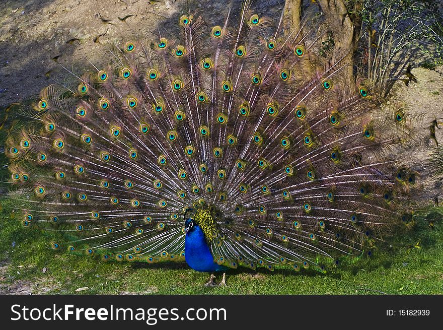 Indian peafowl shows his feathers in the mating season. Indian peafowl shows his feathers in the mating season.