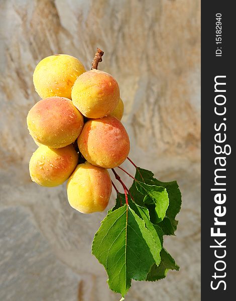 A bunch of fresh apricots