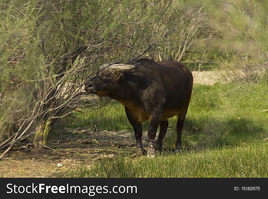 The rare African buffalo subspecies. The rare African buffalo subspecies.