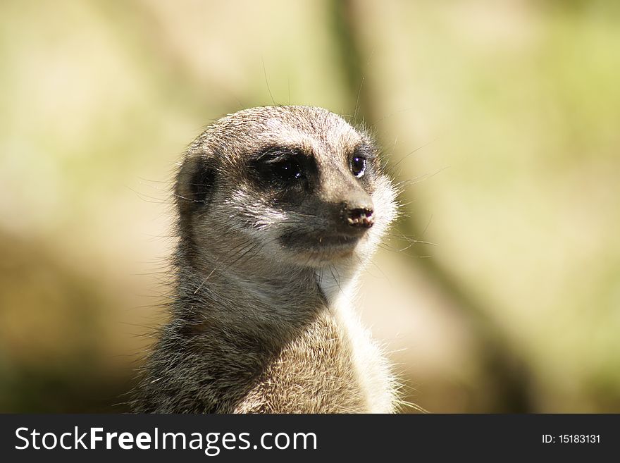 Meerkat (Suricata Suricatta)