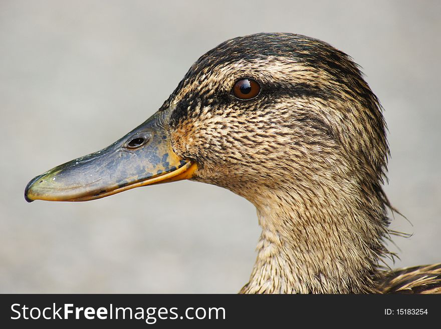 Female mallard duck portrait with DOF background