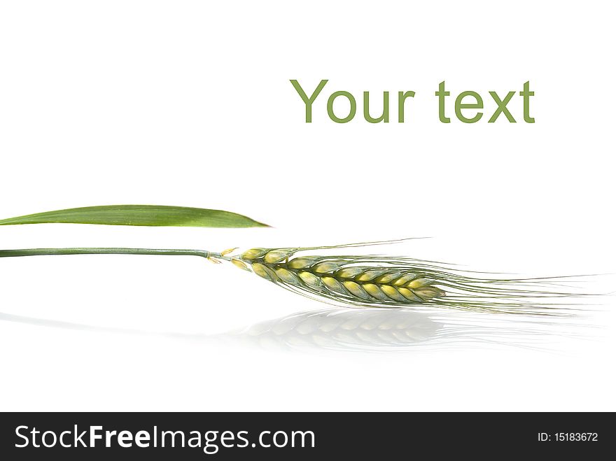 Green wheat isolated on white background