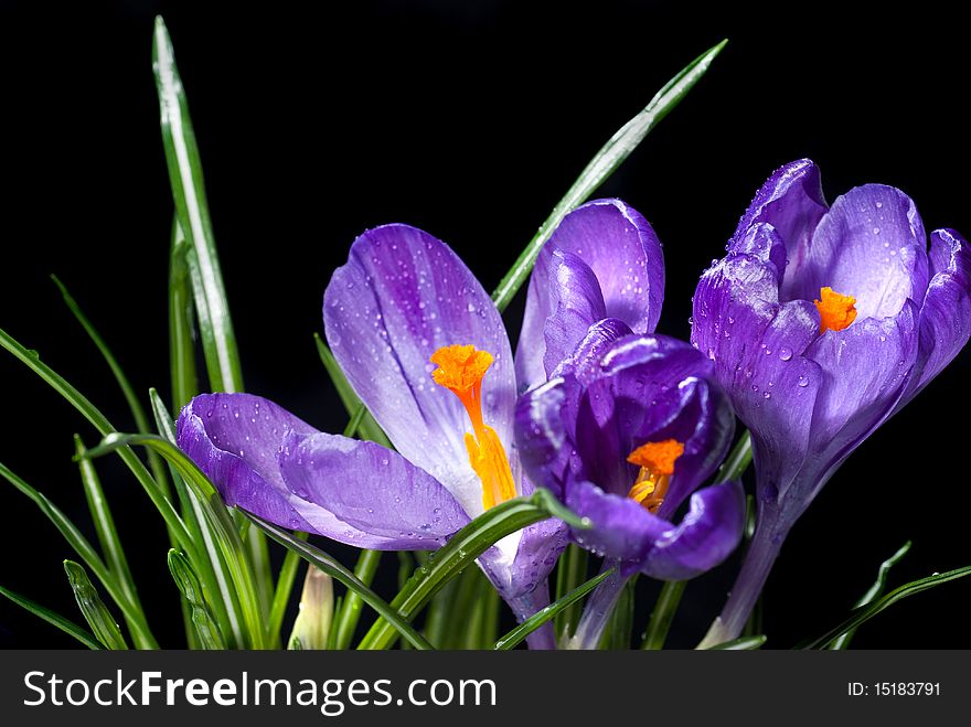 Crocus bouquet with water drops isolated on black background