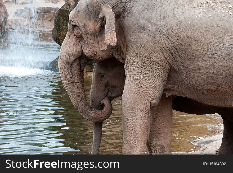 A mother and baby elephant standing by a pool. A mother and baby elephant standing by a pool