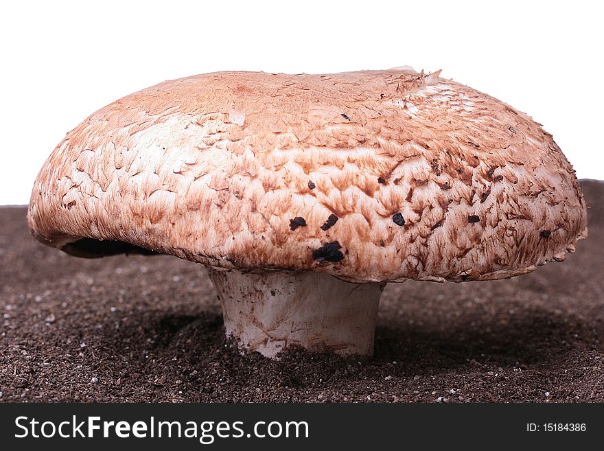 The big mushroom with a brown hat in a friable ground.