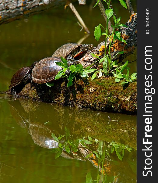 Sunbather pond tortoises in its natural environement