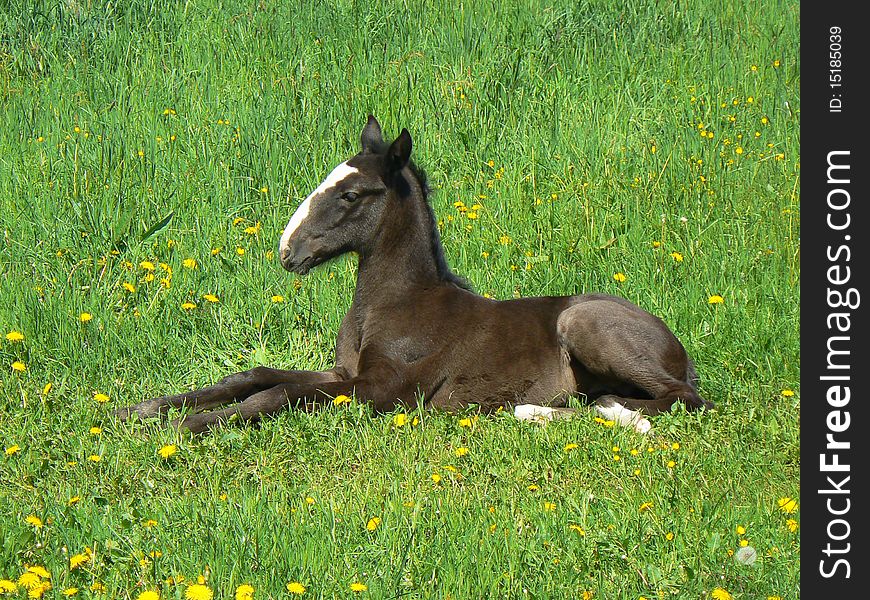 Young colt (oldkladruby horse) relaxing on the grass. Young colt (oldkladruby horse) relaxing on the grass