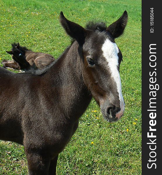 Young colt (oldkladruby horse) is looking at you. Young colt (oldkladruby horse) is looking at you