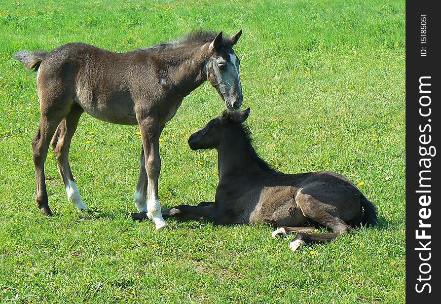 Two young colts relaxing on the grass. Two young colts relaxing on the grass