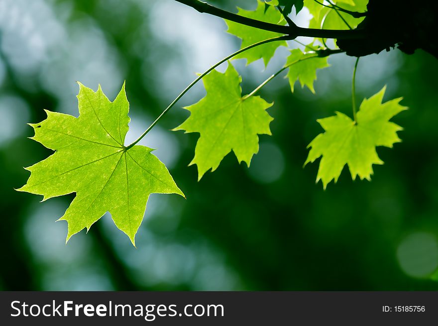 Green Maple Leaves