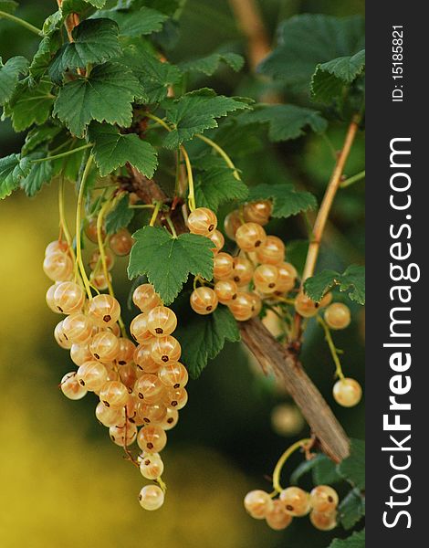 Bunch of white currants growing on a green background