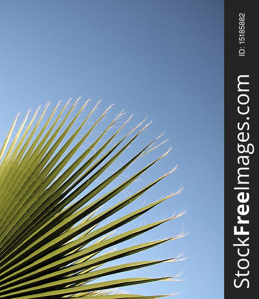 Leave of a palm tree against the blue sky. Leave of a palm tree against the blue sky