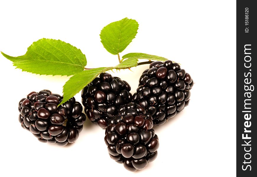 Blackberries with bramble leaf on white backgound