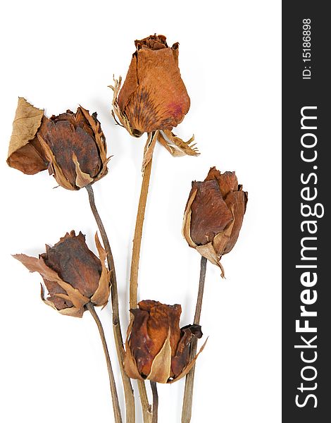 Group of dried rose