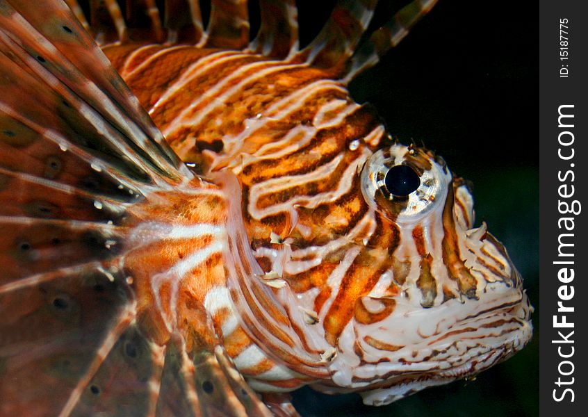 A close up photograph of a lion fish swimming by itself.