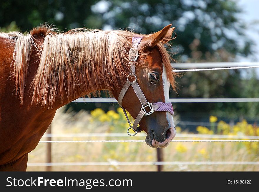 A brown horse looking at something in a grassland.