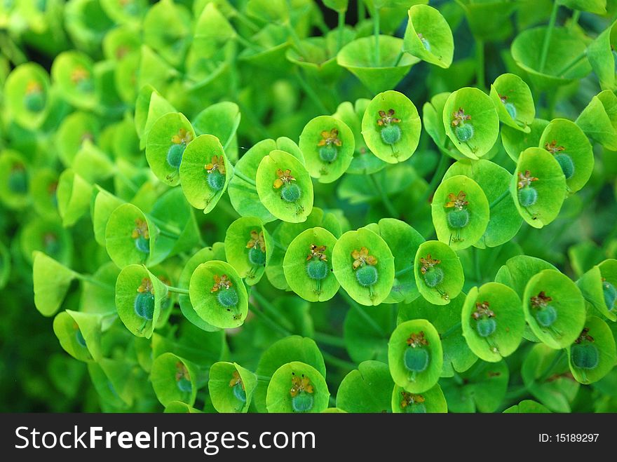 Closeup Of Exotic Grass