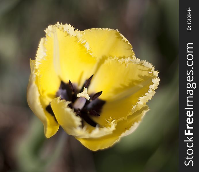 Macro of colorful yellow fringed tulip. Macro of colorful yellow fringed tulip