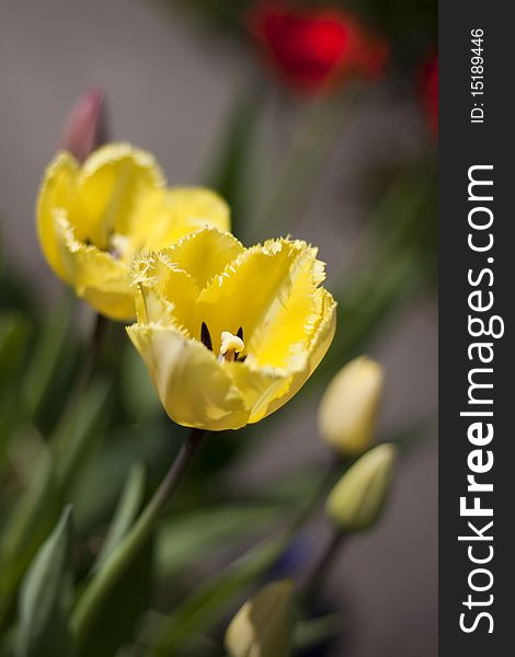 Colorful yellow fringed tulips and buds