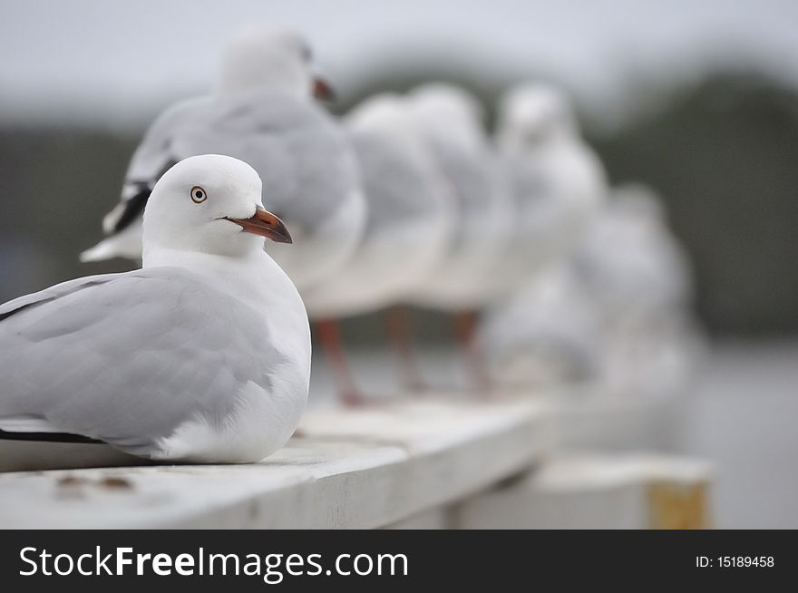 A white seagull sitting comfortably in the foreground with standing blurred seagulls in the background. A white seagull sitting comfortably in the foreground with standing blurred seagulls in the background