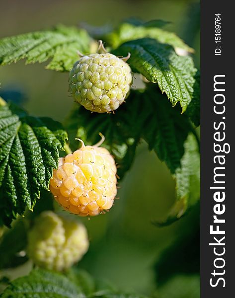 Yellow raspberry ready to eat