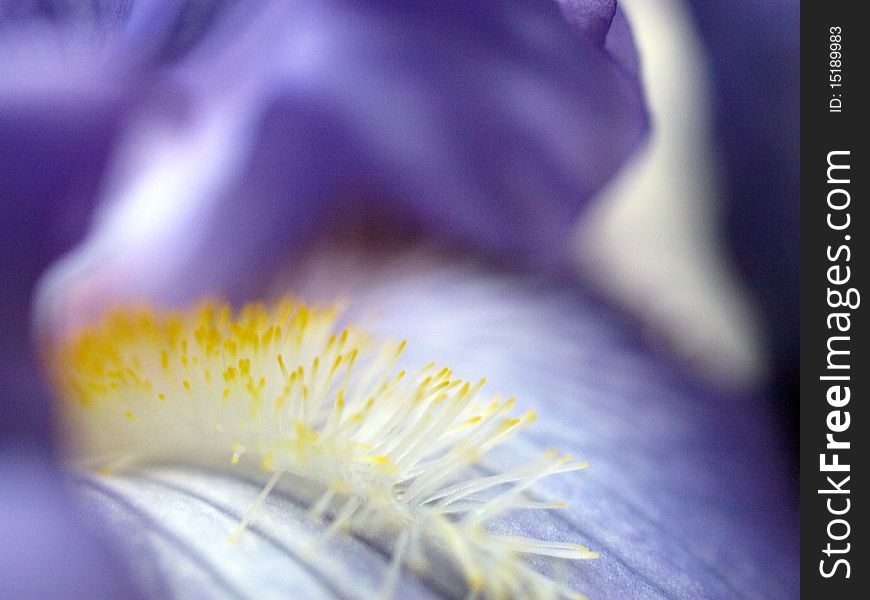 A purple Iris flower in bloom. A purple Iris flower in bloom