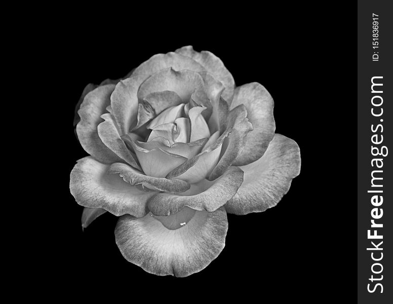 Beautiful rose isolated on black  background.